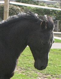 Pferde2010 020